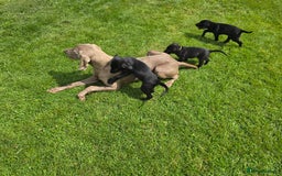 Mixed Breed dogs for sale: Exceptional Weimador pups  - Image 1