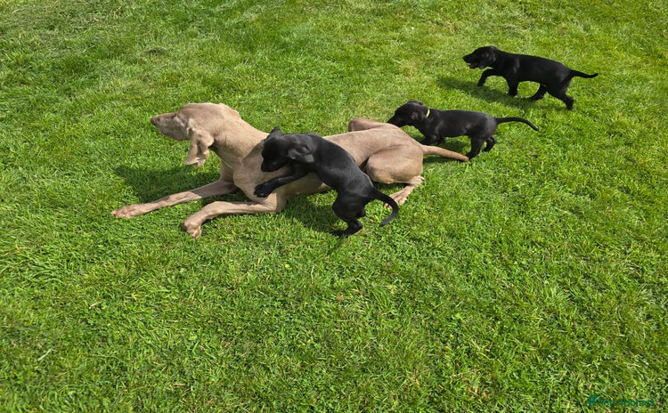 Mixed Breed dogs - Advert 3