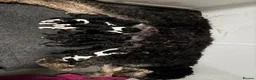 Labradoodle dogs for sale: Beautiful unique phantom/parti labradoodles in Melrose - Advert 2