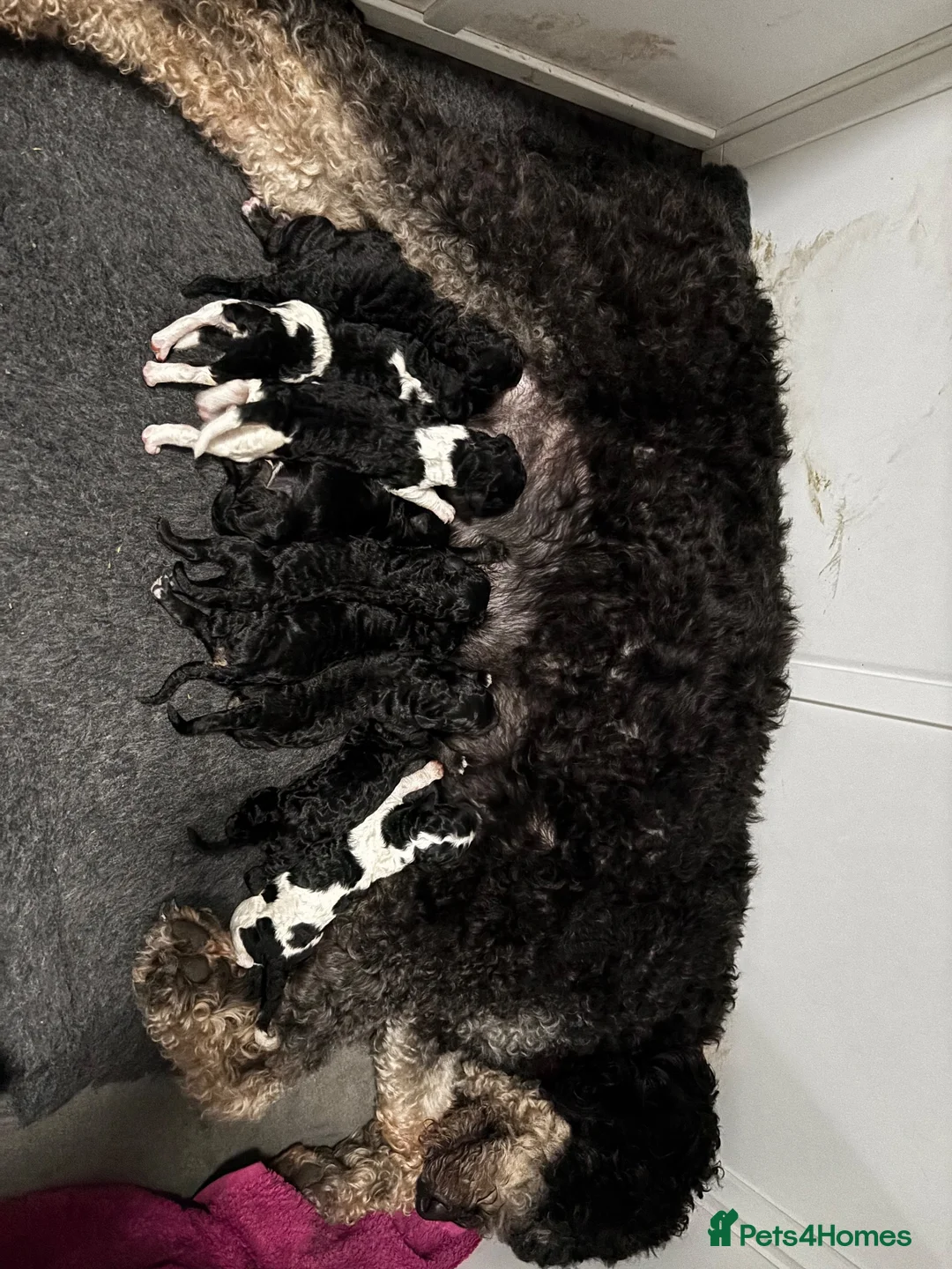 Labradoodle dogs for sale: Beautiful unique phantom/parti labradoodles in Melrose - Advert 2