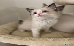 Ragdoll cats for sale: Luxury Champion Line Ragdoll Pedigree Kittens - Image 13