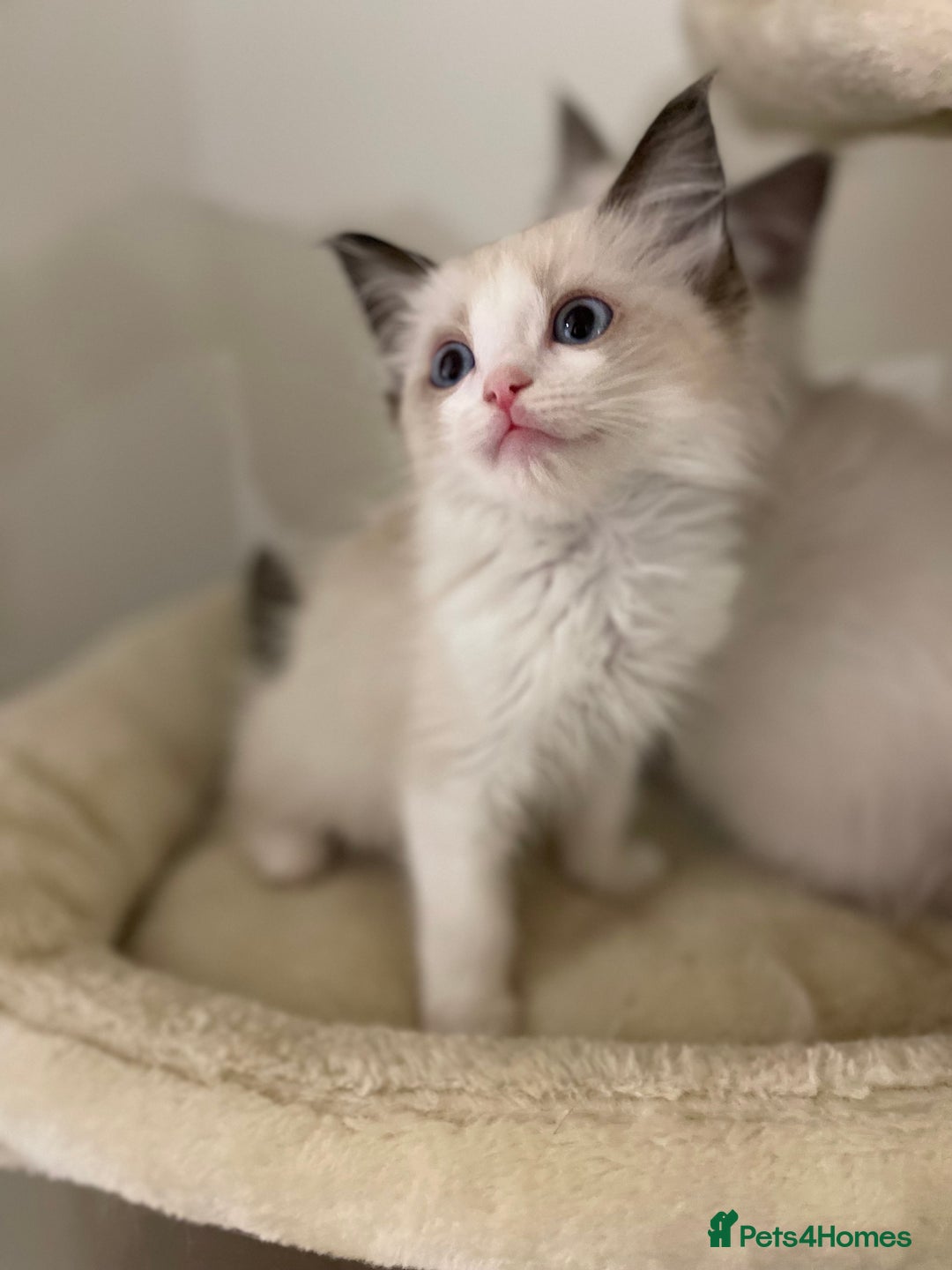 Ragdoll cats for sale: Luxury Champion Line Ragdoll Pedigree Kittens - Image 13