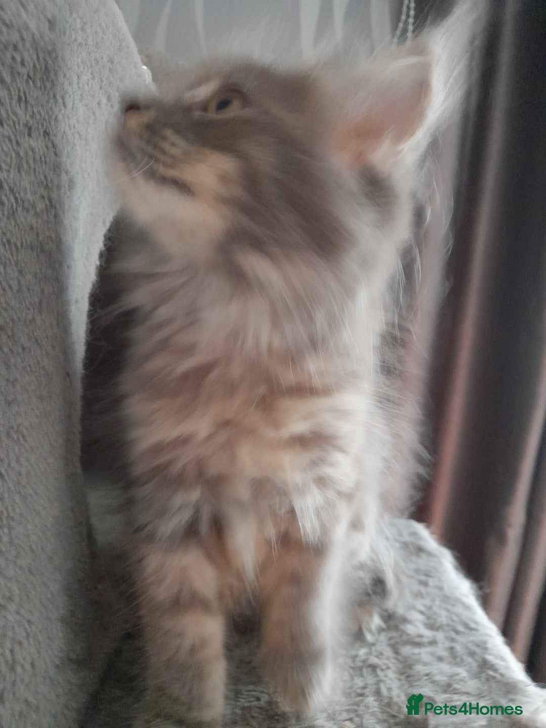 Ragcoon cats for sale: Stunning, and chunky ragcoons  - Image 11