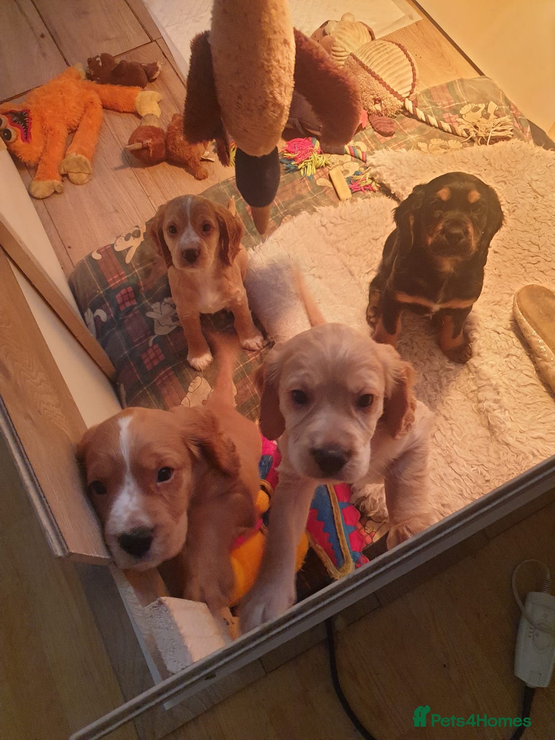 Cocker Spaniel dogs for stud: Proven working KC reg Cocker Spaniel for stud.  in Bathgate - Advert 7