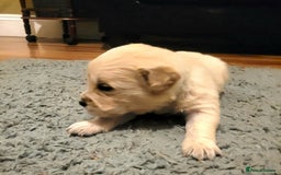 Golden Retriever dogs for sale: Golden Retriever - Advert 5