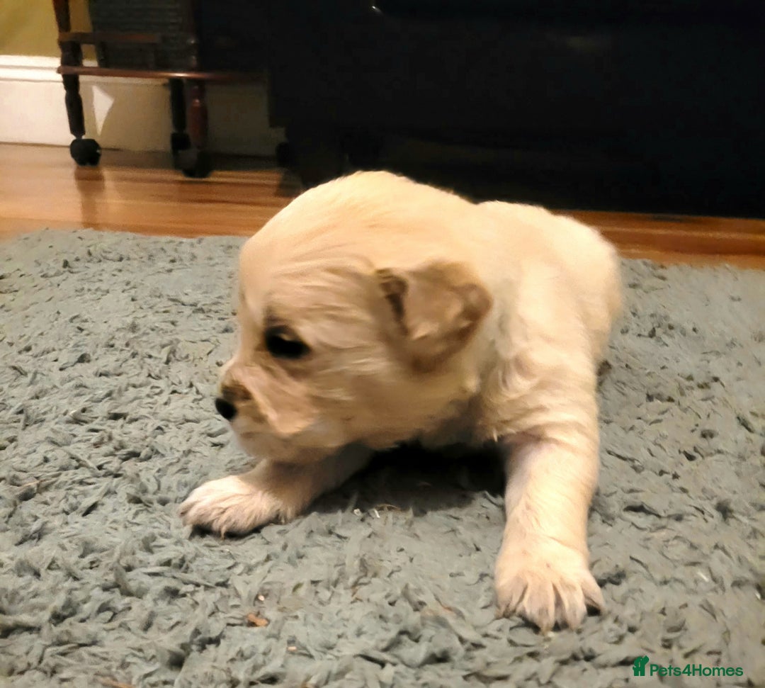 Golden Retriever dogs for sale: Golden Retriever - Advert 5