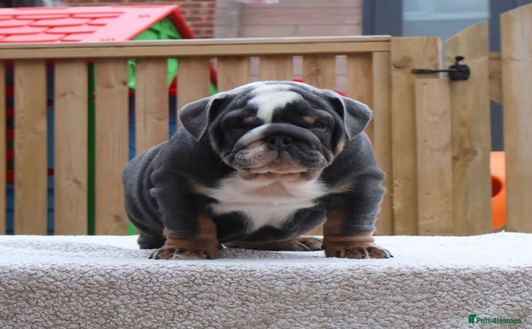 English Bulldog dogs - Advert 5