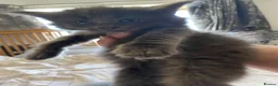 Maine Coon cats for sale: Maine coon kittens for sale  - Advert 6