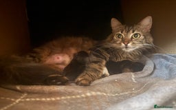 Mixed Breed cats for sale: Beautiful fluffy kittens  - Image 1