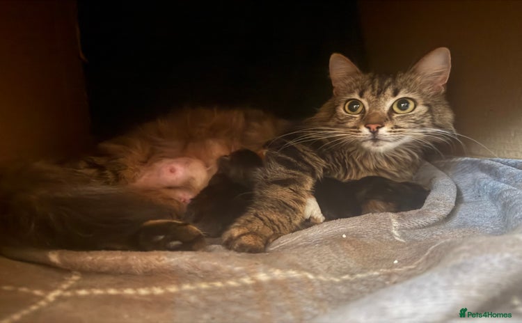 Mixed Breed cats - Advert 1