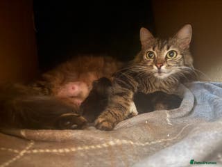 Mixed Breed cats Beautiful fluffy kittens - Advert 12