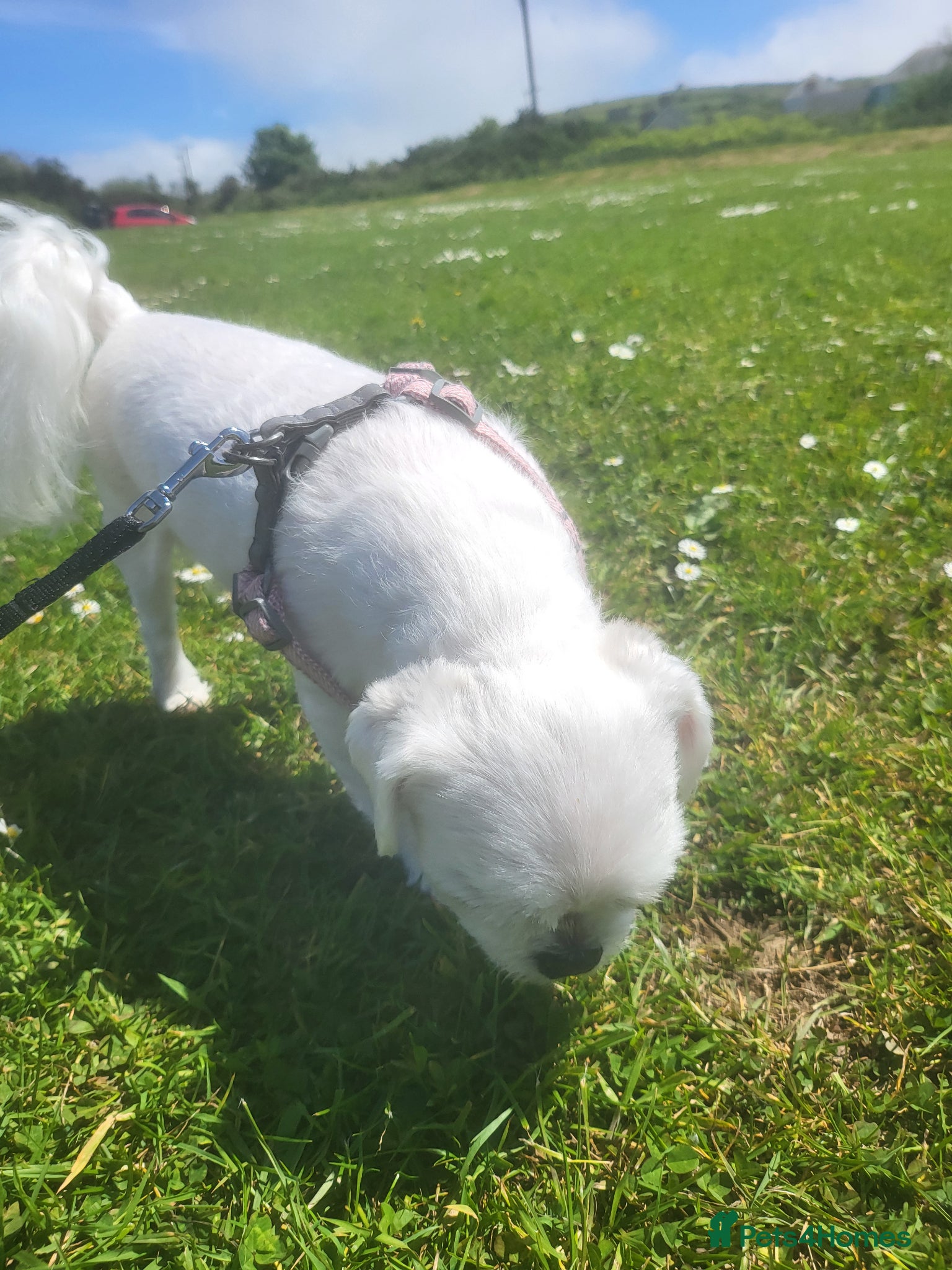Bichon Frise dogs for sale: Korean Bison very small boy. - Advert 3