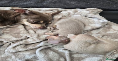 Chihuahua dogs - Advert 5