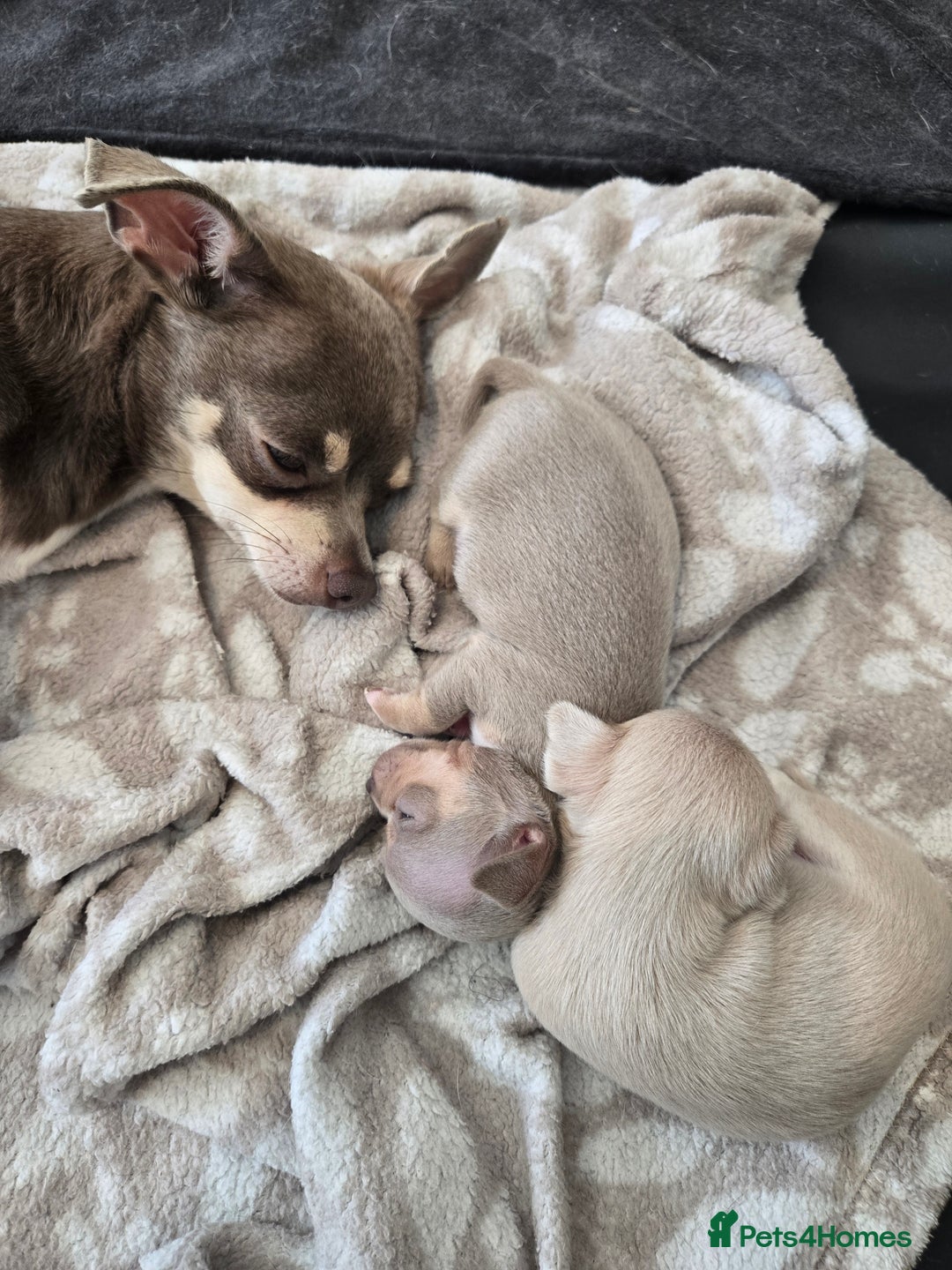 Chihuahua dogs for sale: Gorgeous Chihuahua Puppies Looking 4 Forever Homes - Image 2