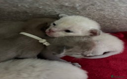 Burmese cats for sale: GCCF-registered, home-raised, Burmese kittens - Image 5