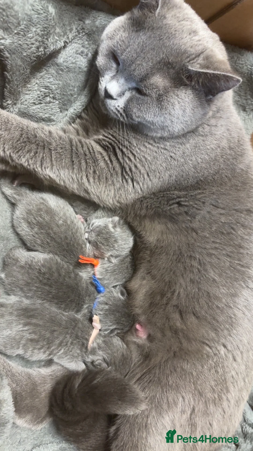 British Shorthair cats for sale: English blue BSH in Bradford - Advert 1