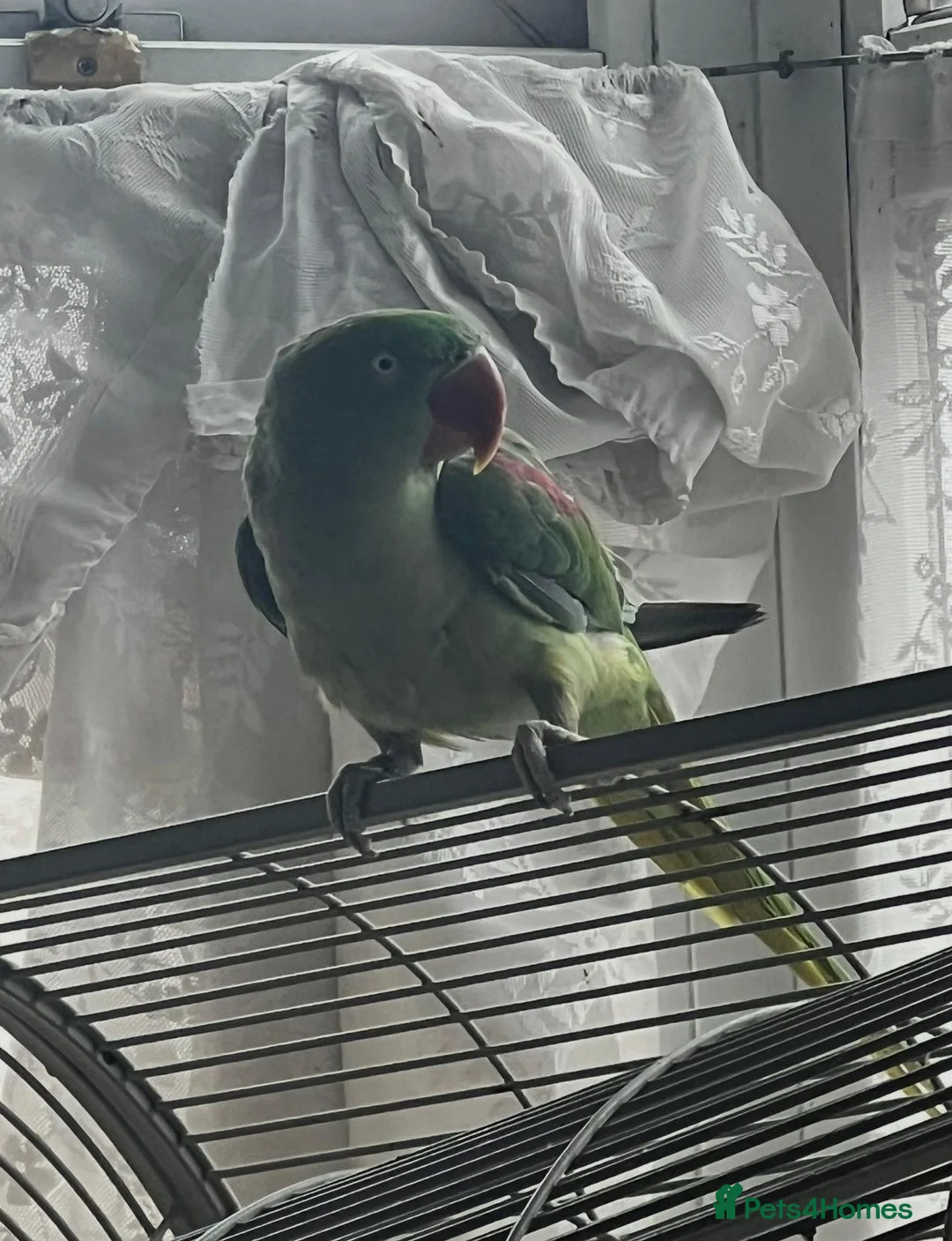 Parrots birds for sale: Alexander  - Advert 6