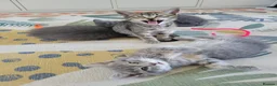 British Shorthair cats for sale: Half british shorthair/Tabby kitten - Advert 13