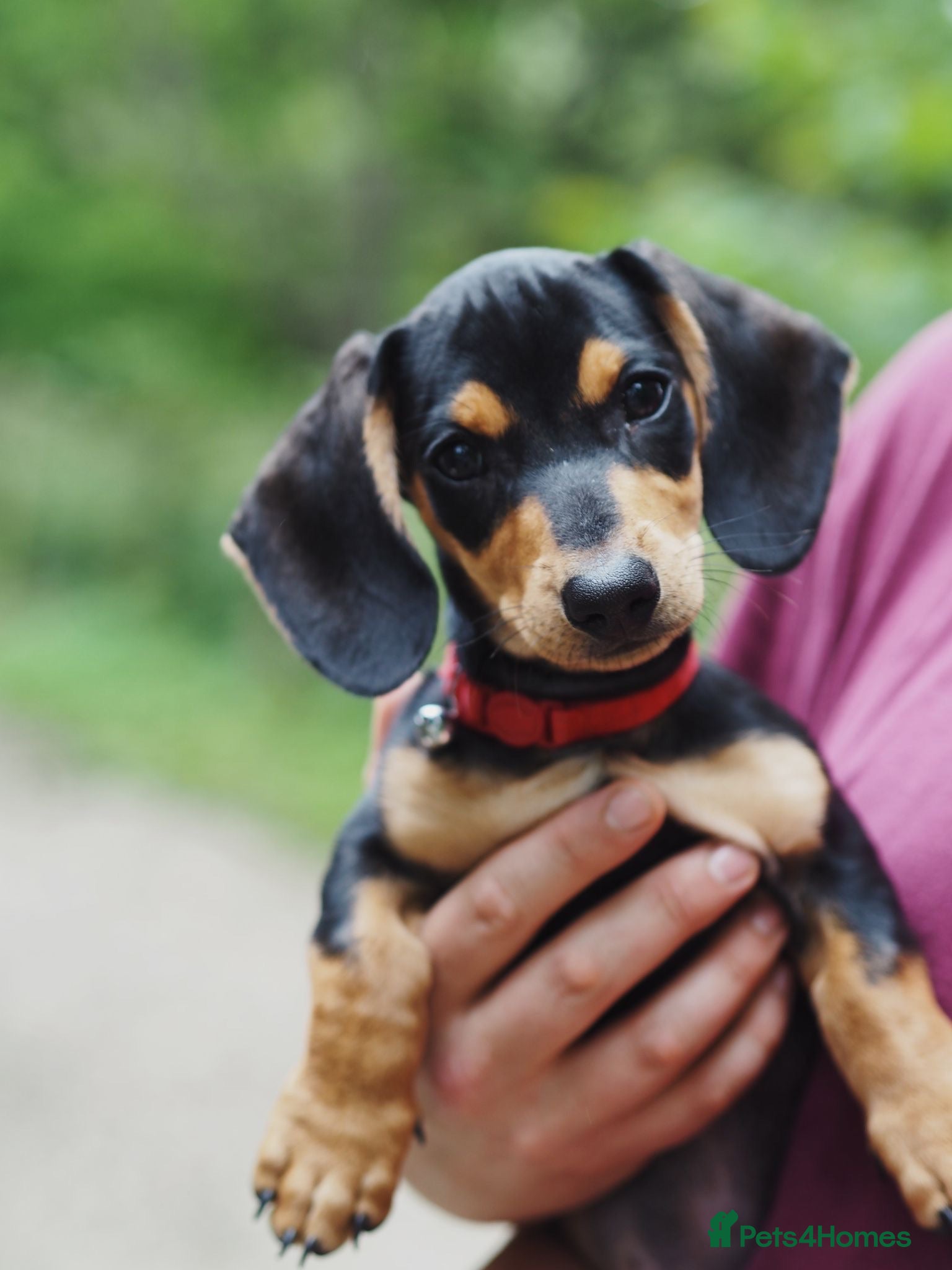 Dachshund dogs Beautiful dachshund 5 months.  - Advert 2