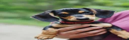 Dachshund dogs for sale: Beautiful dachshund 5 months.  in Leeds - Advert 1