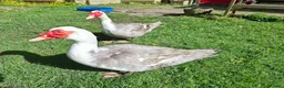 Ducks poultry for sale: Unrelated breeding pairs of Muscovy ducks - Advert 4