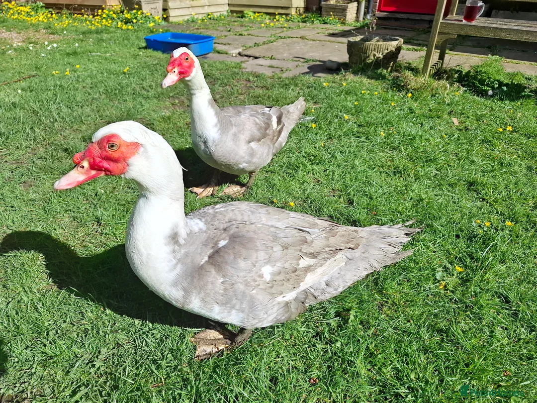 Ducks poultry for sale: Unrelated breeding pairs of Muscovy ducks - Advert 4