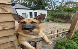 Golden Shepherd dogs for stud: Handsome German/Belgian shepherd - Image 1