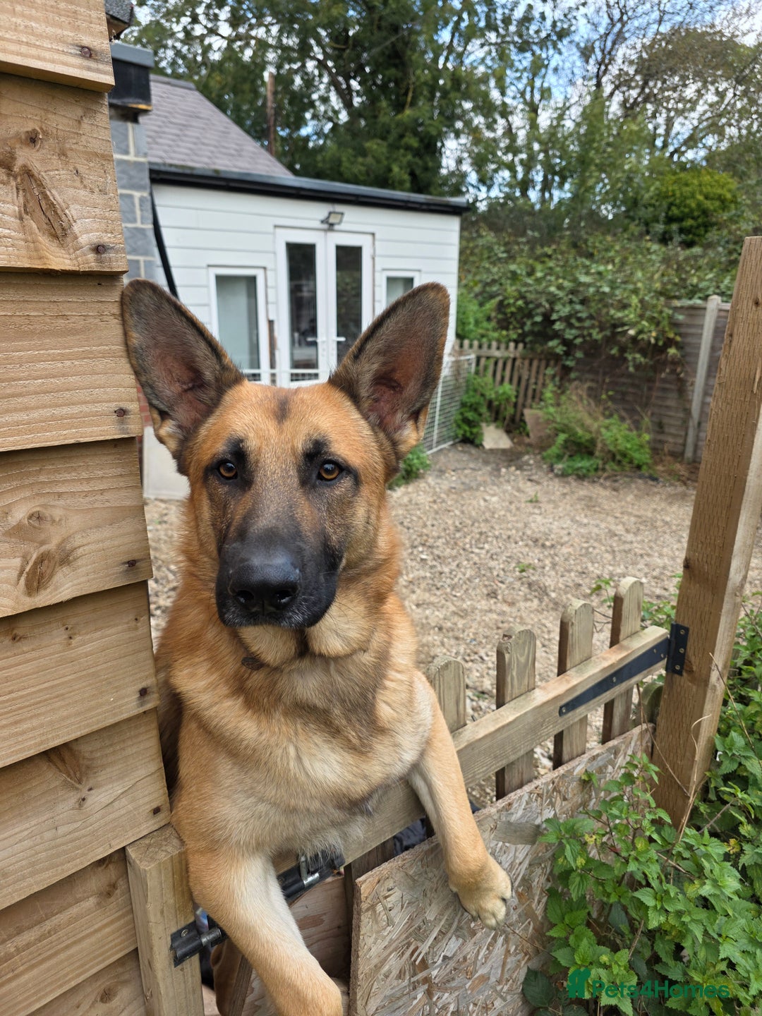 Golden Shepherd dogs for stud: Handsome German/Belgian shepherd - Image 1