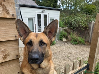 Golden Shepherd dogs - Advert 33