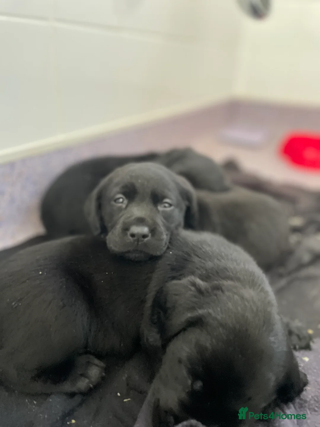 Labrador Retriever dogs for sale: Labrador puppies - Advert 4