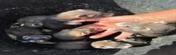 Ferret rodents for sale: Working Polecat Ferrets in Woodbridge - Advert 2
