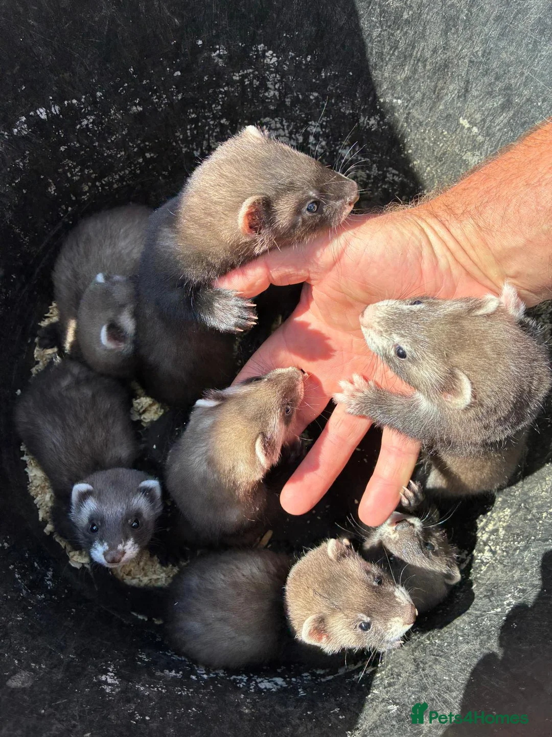 Ferret rodents for sale: Working Polecat Ferrets in Woodbridge - Advert 2