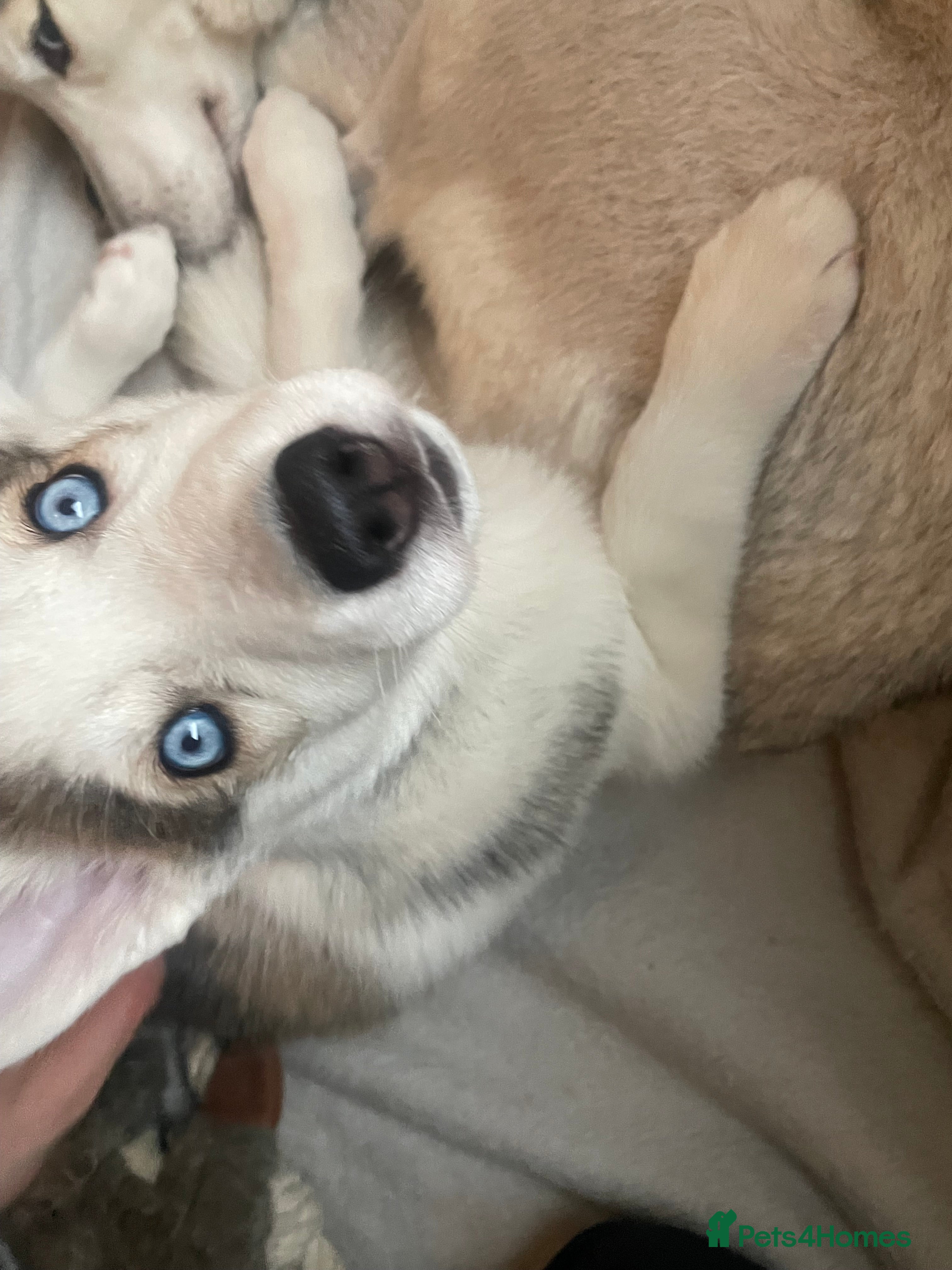 Siberian Husky dogs Siberian Husky Puppies  - Advert 12