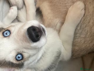 Siberian Husky dogs Siberian Husky Puppies - Advert 12