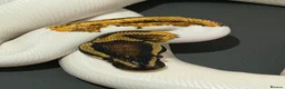 Snake reptiles for sale: 0.1 Yellowbelly Leopard Pied 50%HetLavenderAlbino  in Mansfield - Advert 3