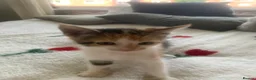 Mixed Breed cats for sale: Female kitten - Advert 6