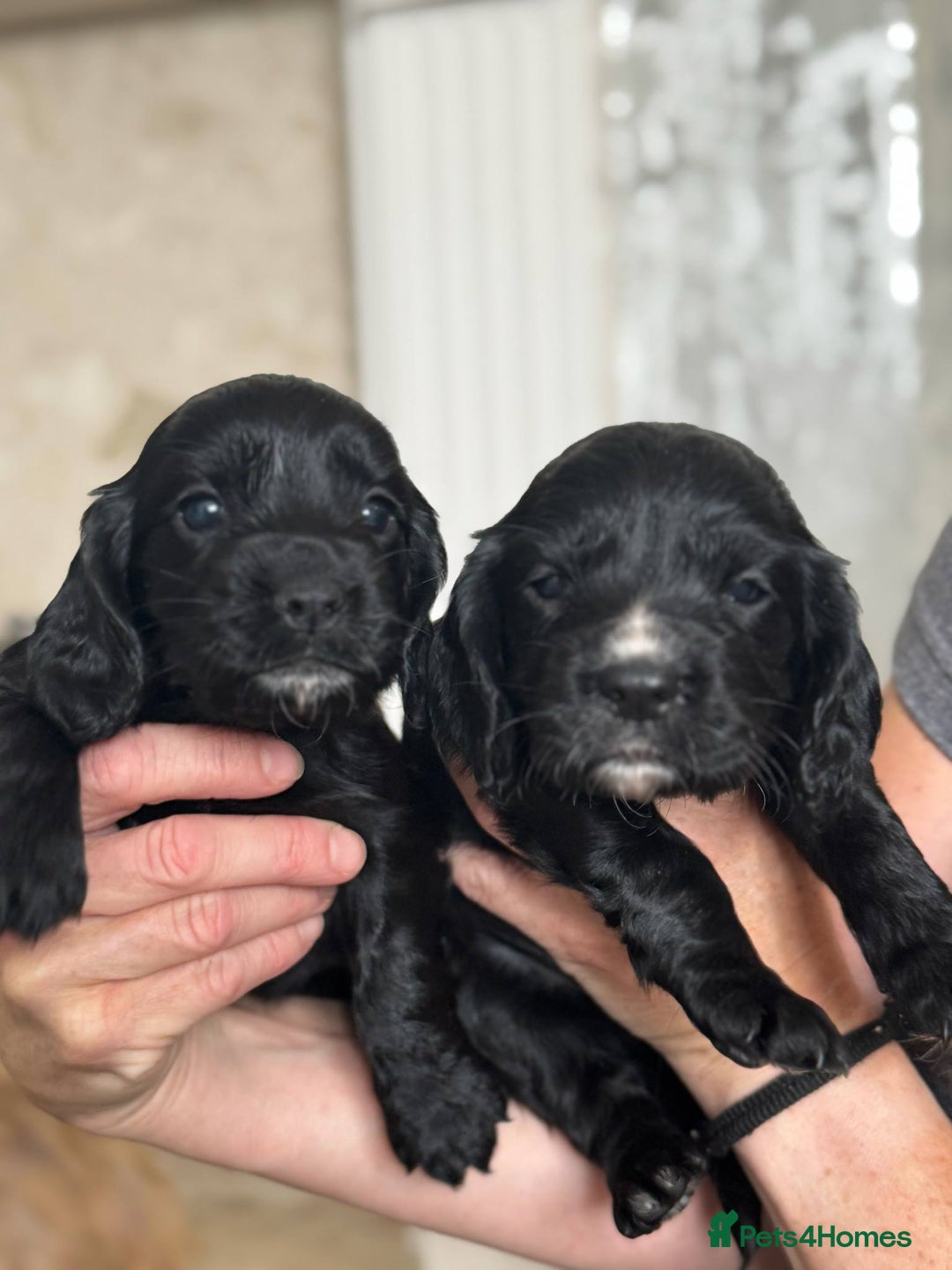 Cocker Spaniel dogs for sale: 4 Adorable working Cocker Spaniel puppies  - Image 12