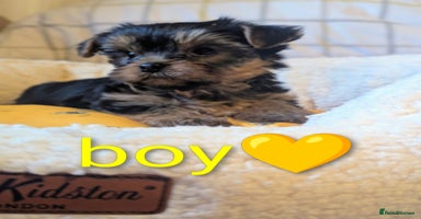 Yorkshire Terrier dogs - Advert 4