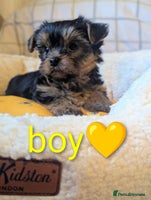 Yorkshire Terrier dogs - Advert 4