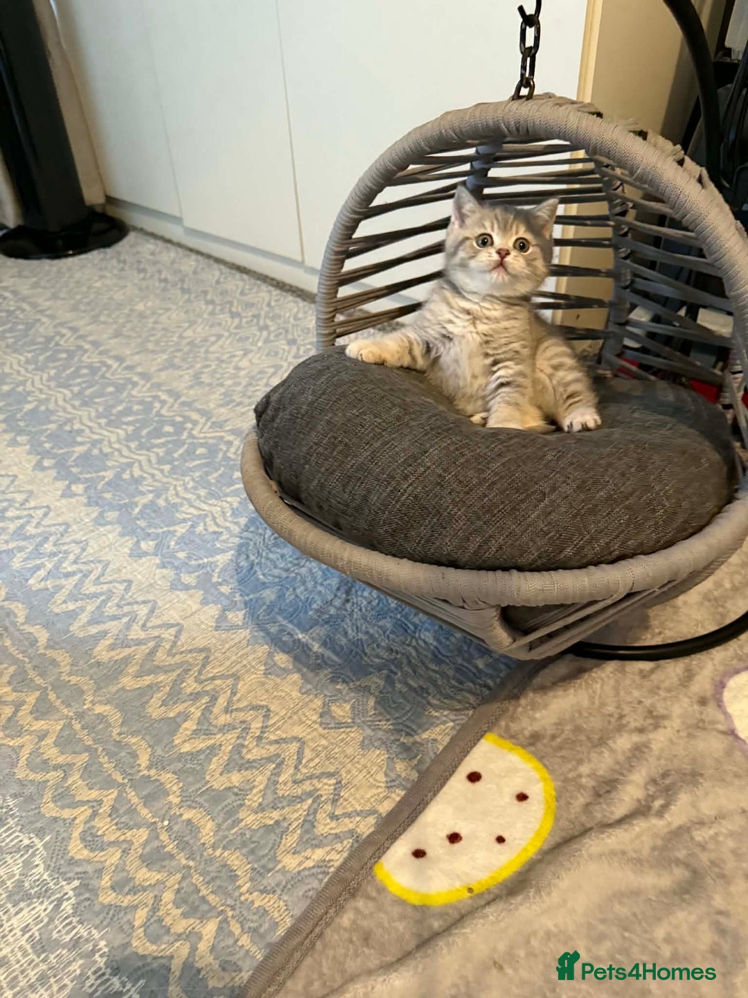 British Shorthair cats for sale: BSH kittens for sale  - Advert 7