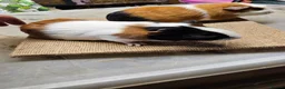 Guinea Pig rodents for sale: Beautiful well handled baby boys guinea pigs  - Advert 7