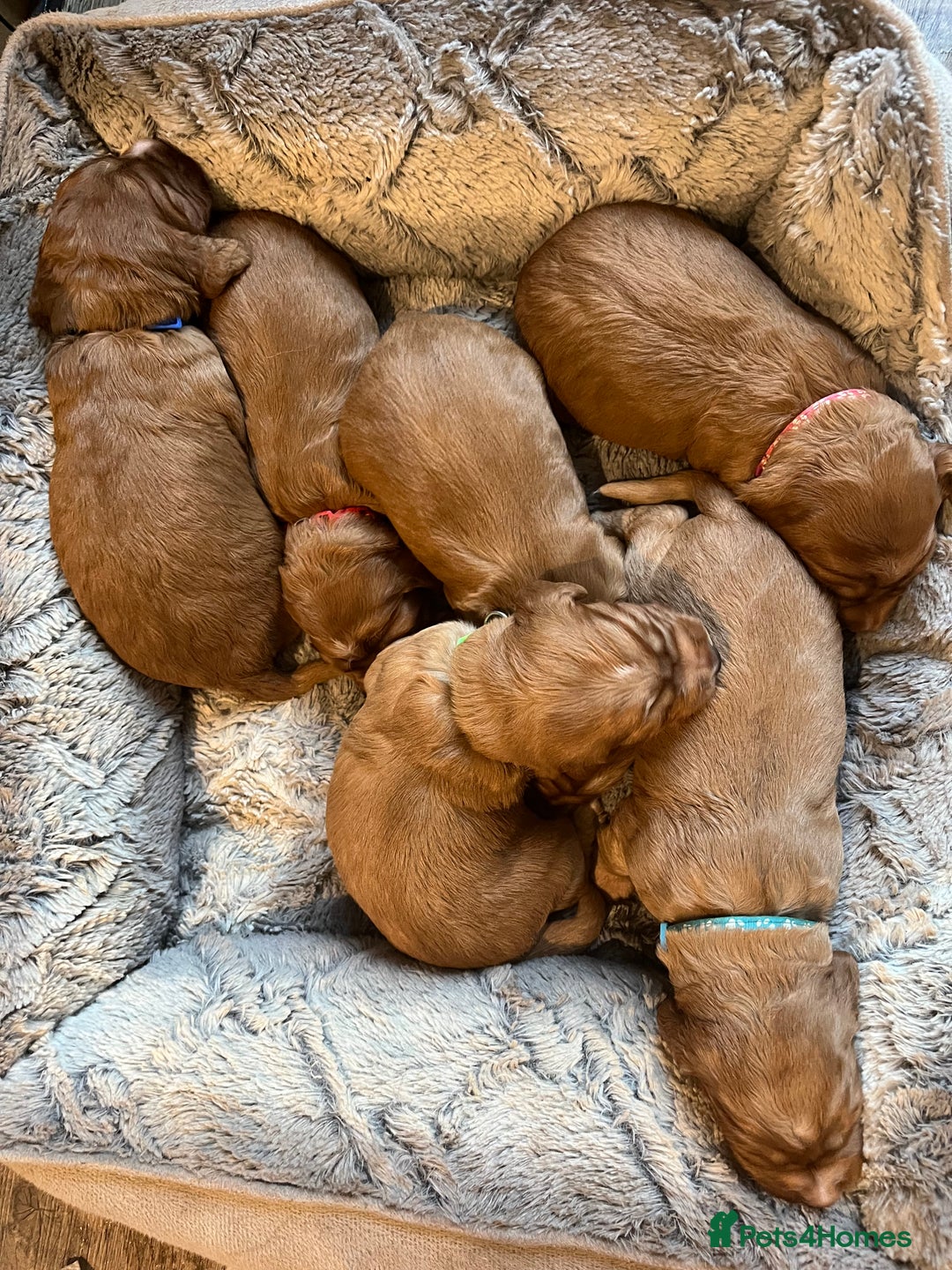 Cocker Spaniel dogs for sale: Stunning Golden Cocker Spaniel boys -health tested - Image 3