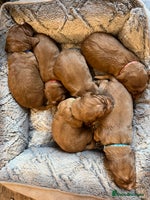 Cocker Spaniel dogs - Advert 4