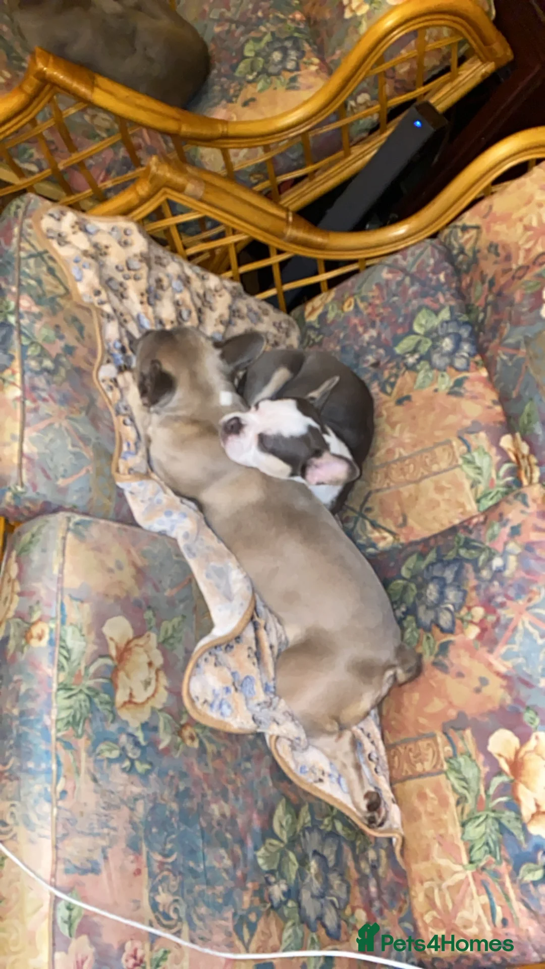 Mixed Breed dogs for sale: Lottie - Advert 3