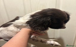 Sprocker dogs for sale: 8 glorious sprocker pups  - Image 15