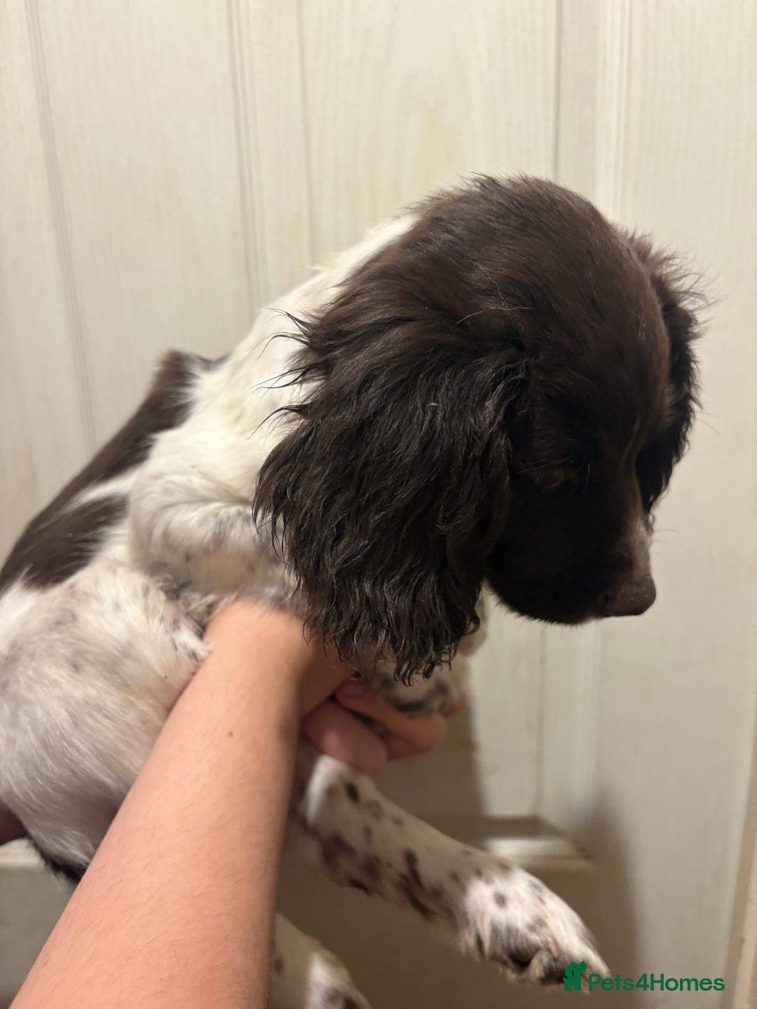 Sprocker dogs for sale: 8 glorious sprocker pups  - Image 15