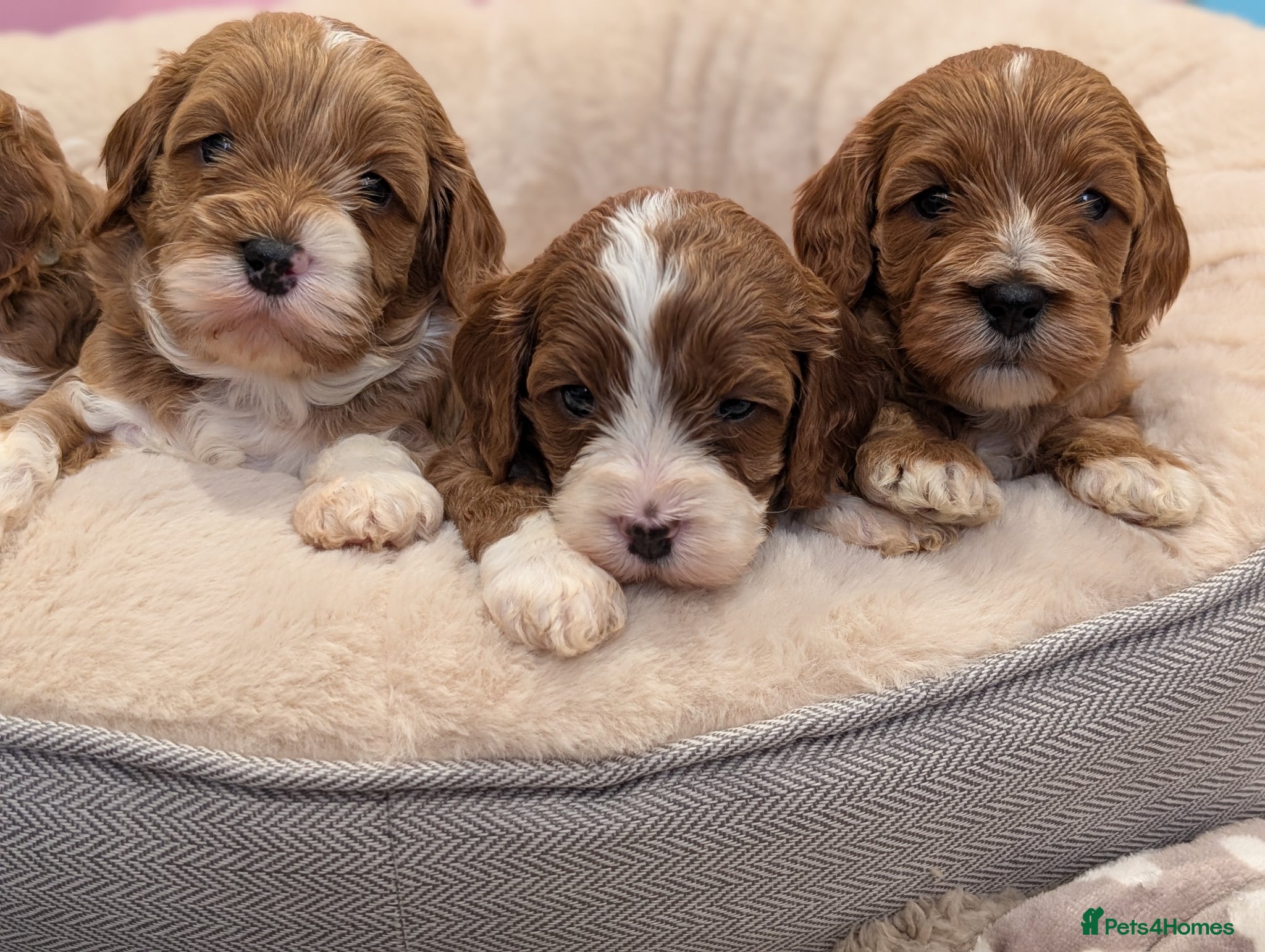 Cavapoo dogs ⭐⭐⭐⭐⭐ Adorable cavapoo puppies  - Advert 2