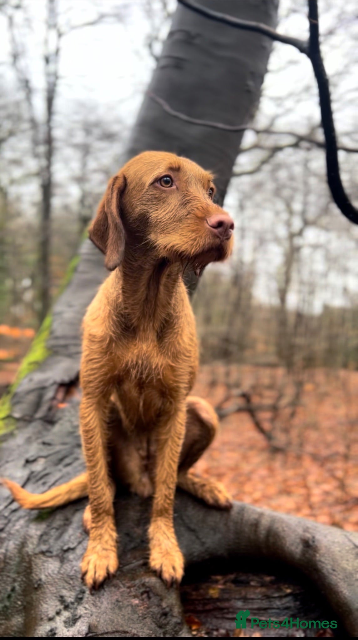 Hungarian Vizsla dogs KC Registered Hungarian Wirehaired Vizsla Puppies  - Advert 1