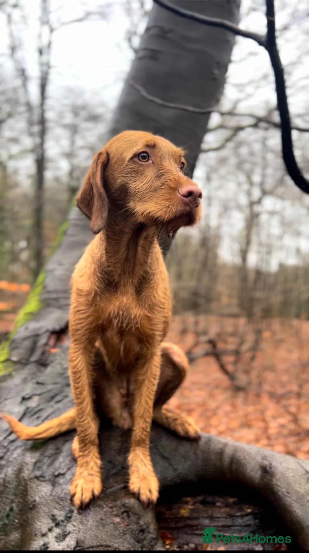 Hungarian Vizsla dogs for sale: KC Registered Hungarian Wirehaired Vizsla Puppies  in Wigan - Advert 1