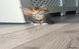 British Longhair cats for sale: 2 female kittens looking for their loving home - Image 2